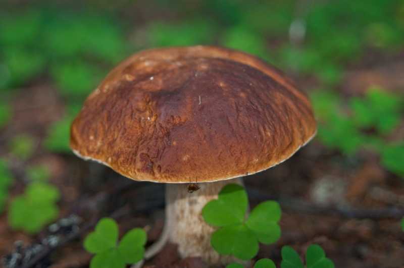 Szlakiem czerwonej drogi